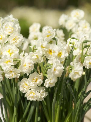 Narcissus tazetta double 'Bridal_Crown' PB 5